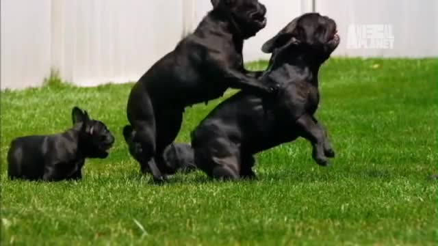 Puppy Exhausts Mom | Too Cute!