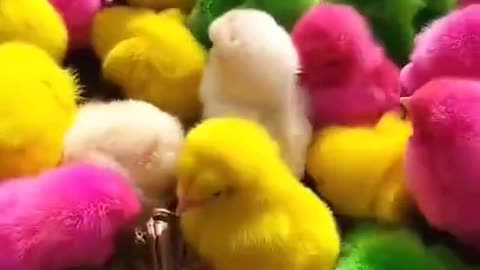 Social chicken