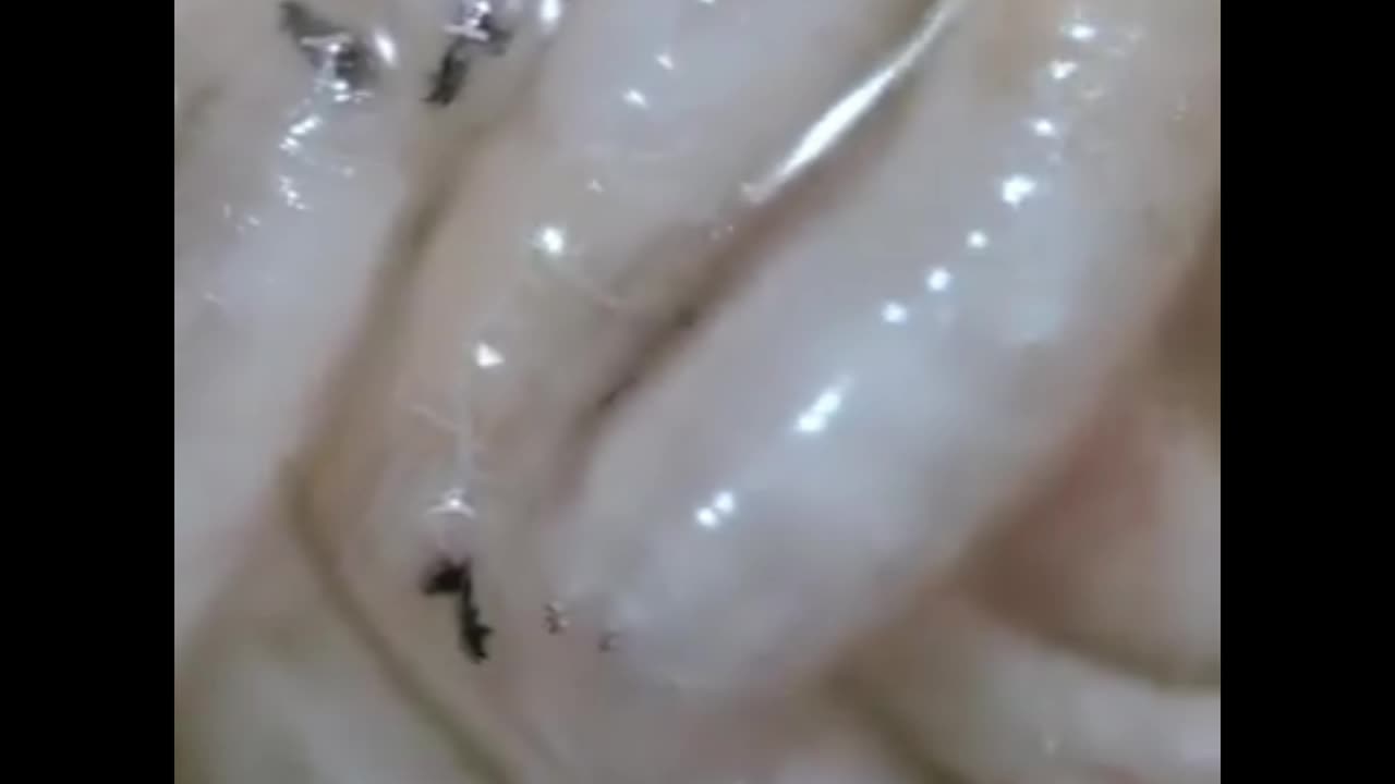 Food in microscope