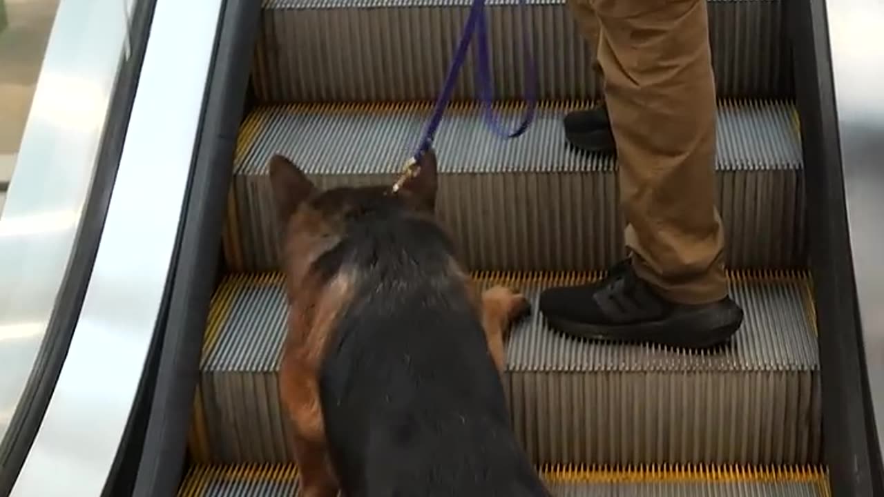 How to Prepare Your Dog for Escalators