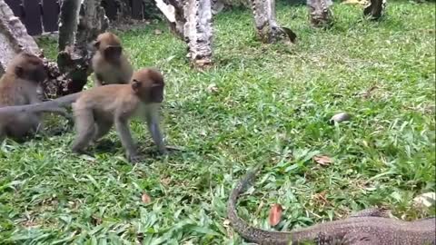 Lizard vs monkey (Singapore)