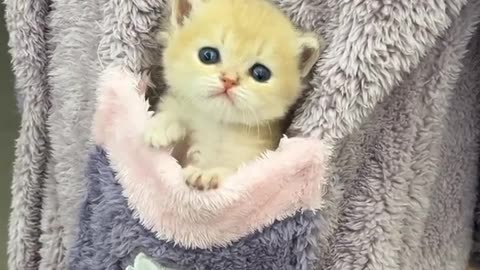 Cute Cat