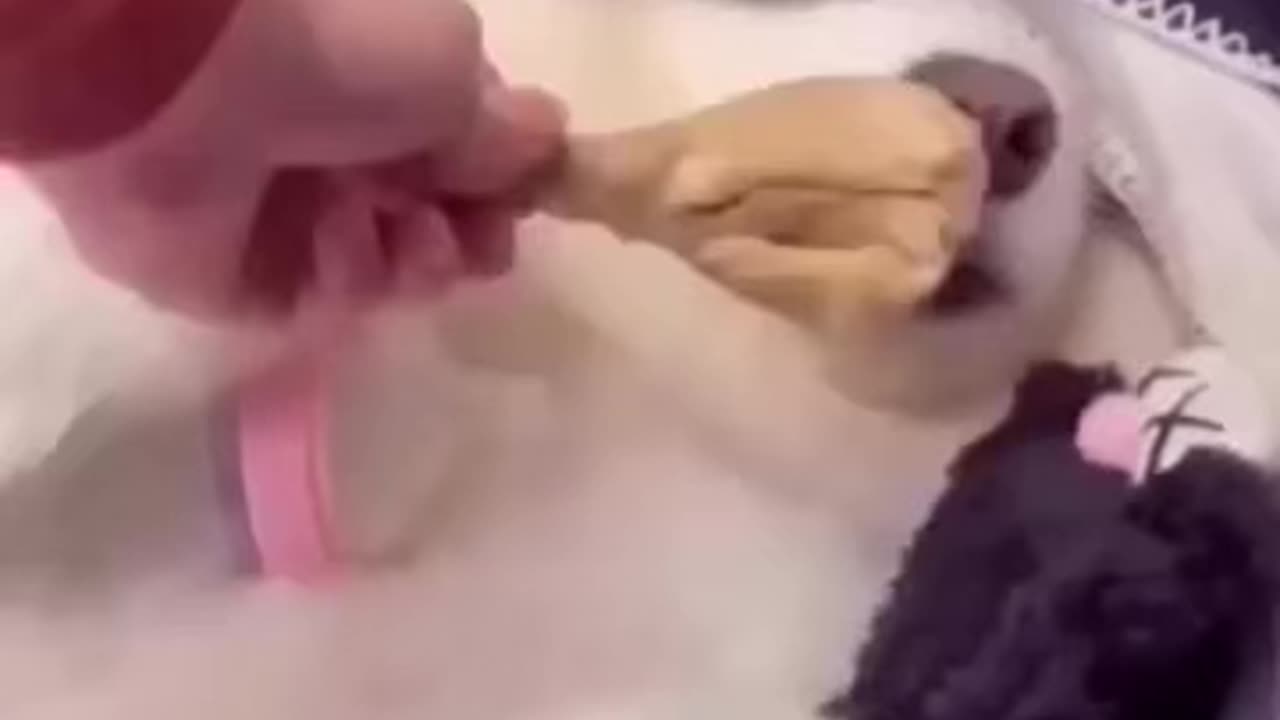Funny Animal Videos 44