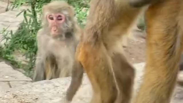 Cute Monkey China & Funny Love monkey| Animals Love