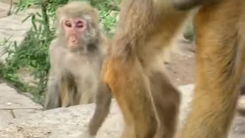 Cute Monkey China & Funny Love monkey| Animals Love