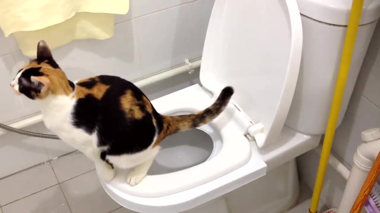 Sierra's 2nd month on the CitiKitty Cat Toilet Training Kit. Success!!!