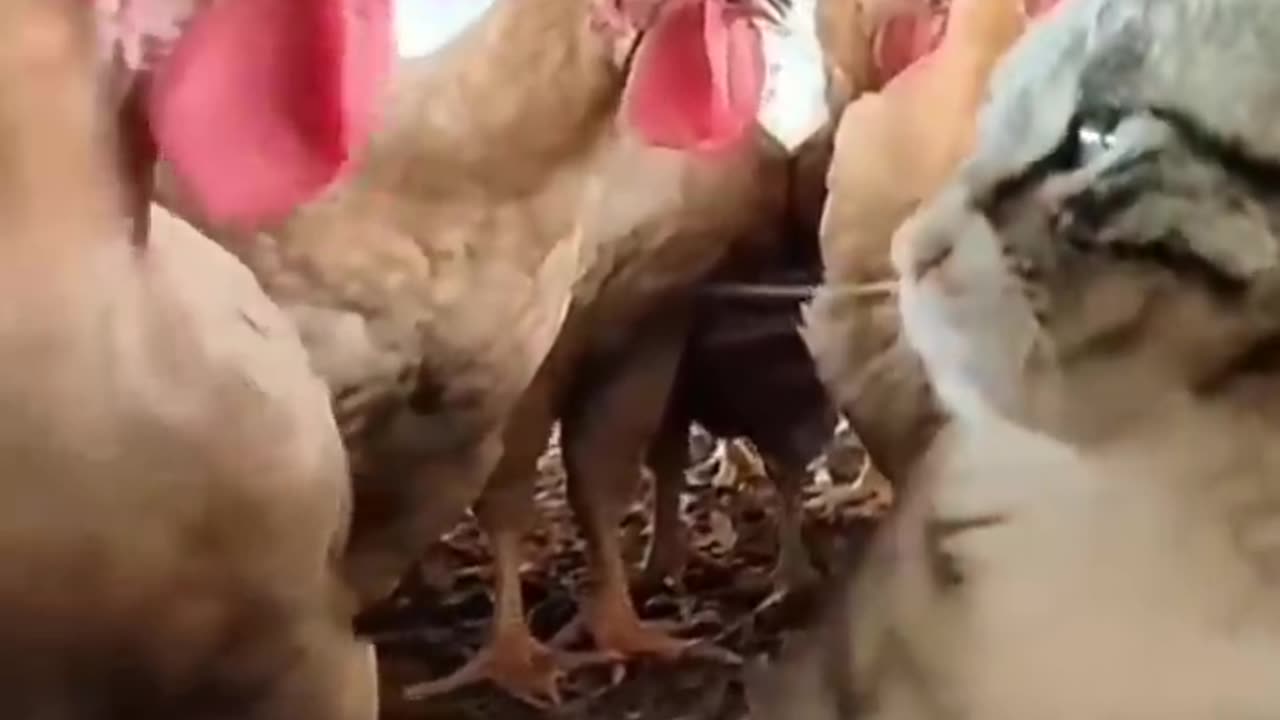 Cat tries to sneak up on a chicken!!!