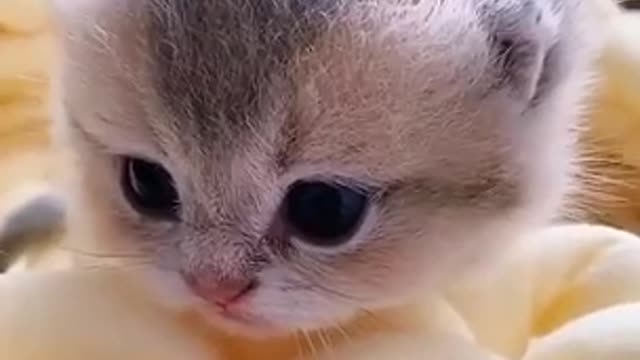 Baby Cats - Cute and Funny Cat Videos Compilation #06| Aww Animals