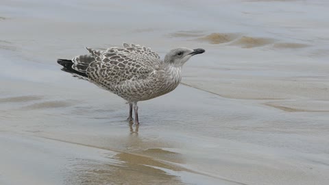 The most beautiful birds on the seashore