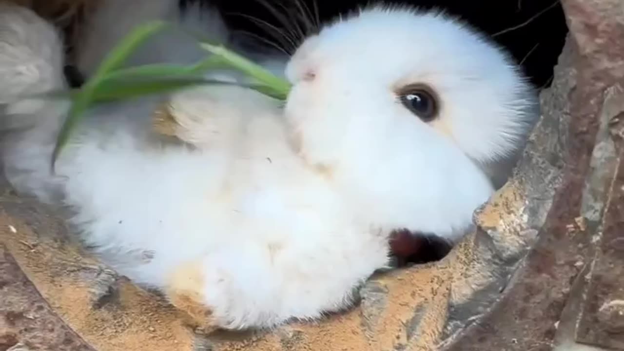 CUTE BUNNY PEACEFULLY EATING ENJOYING