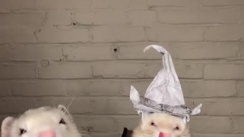 Ferret potter 🎩⚡️🏰