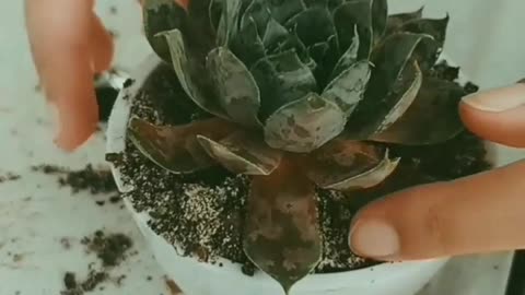 maintenance of the succulent