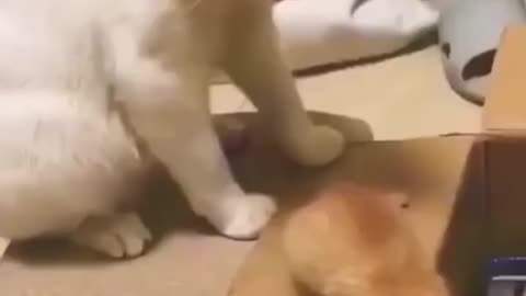 Funny cats and dogs video