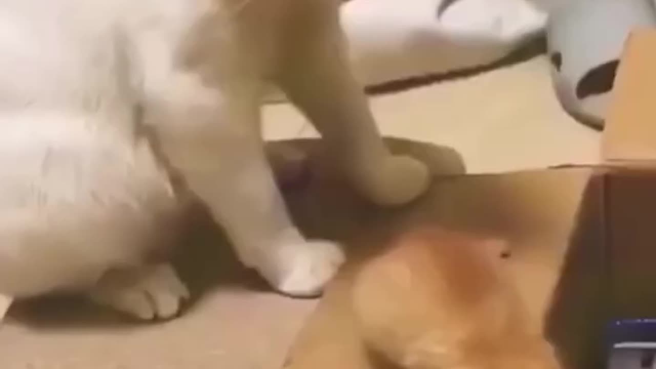 Funny cats and dogs video