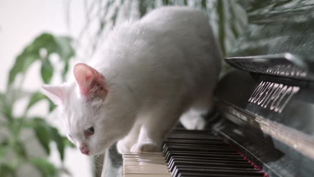 Cat Want to play with piano