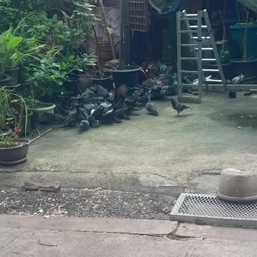 Feeding my pigeons