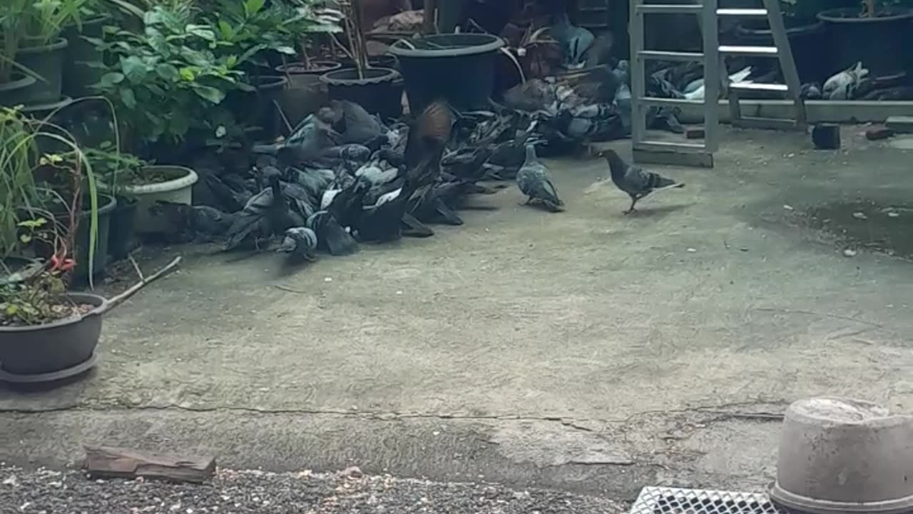 Feeding my pigeons