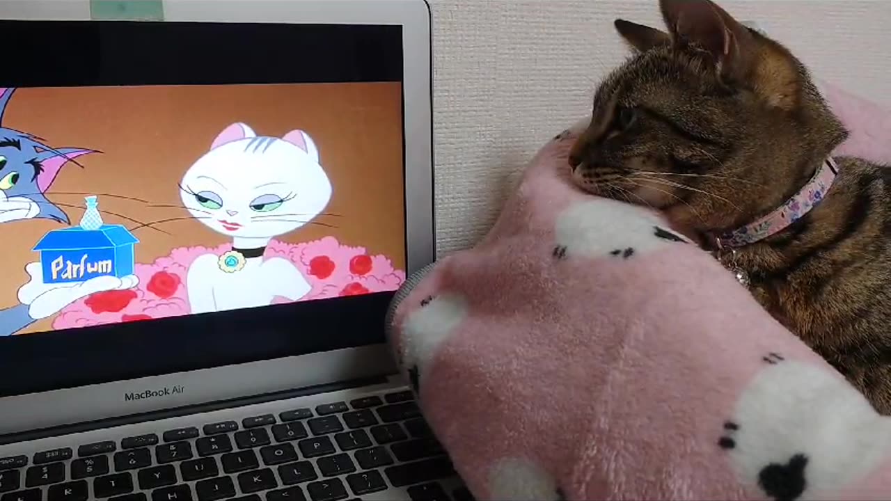 Mikochan love watch Tom Jerry series