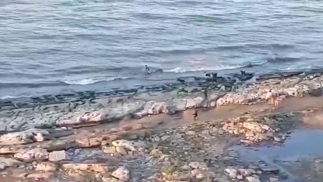 Boy attacked by pack of dogs
