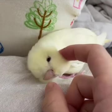 The cute bird.