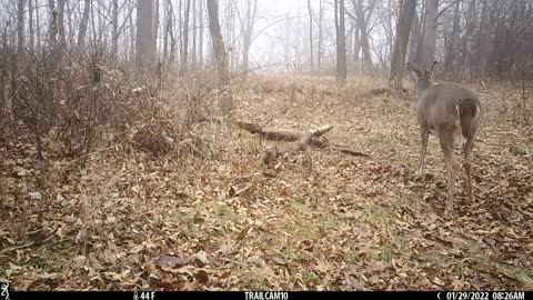 Bobcat trap visitors