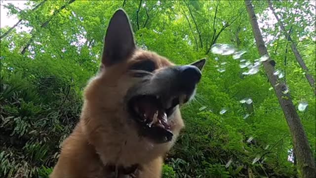 dog catching water