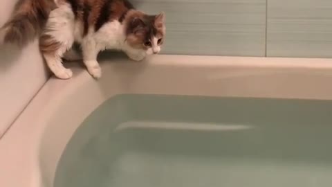 A cat that loves bath