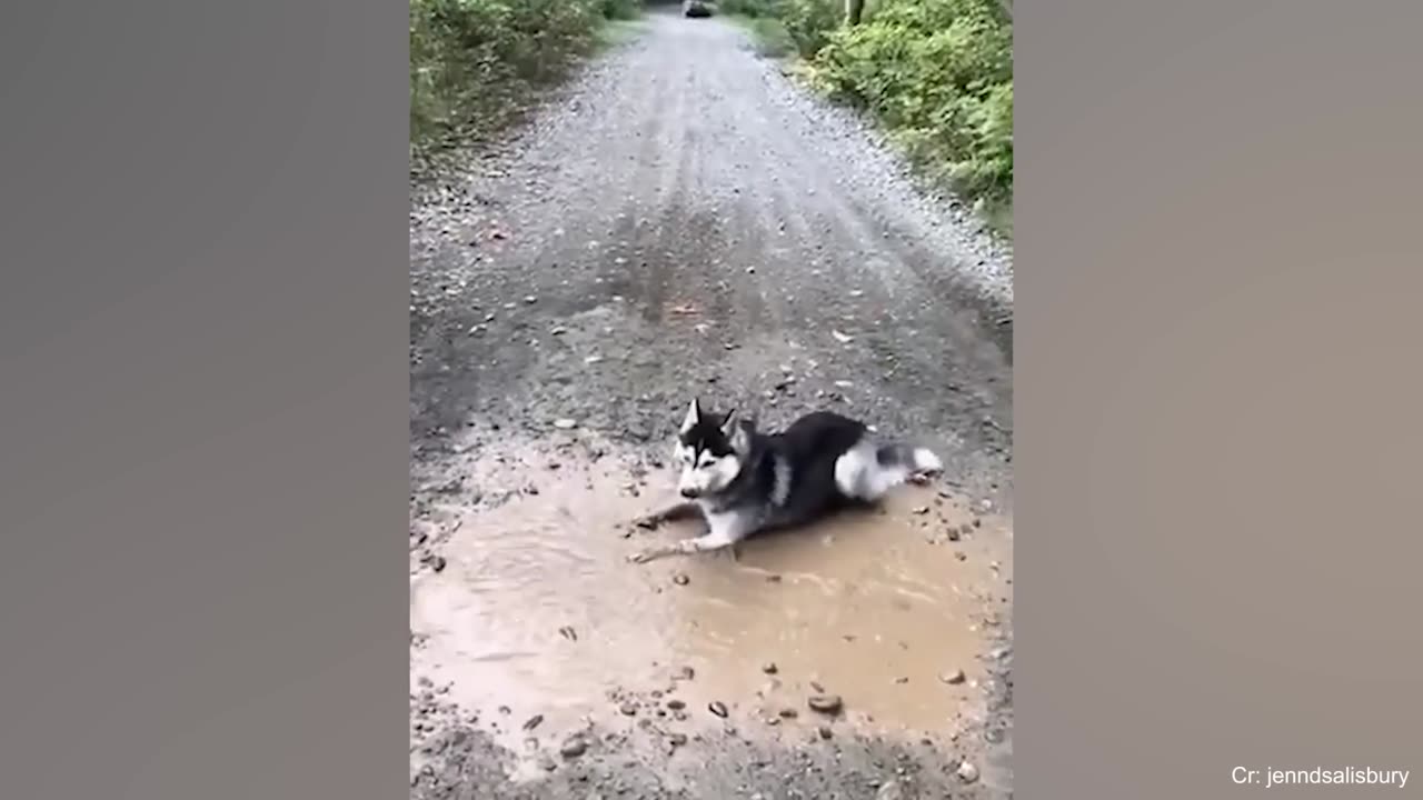 Funny Dogs - Husky Edition