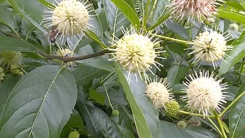 Sugar Shack Buttonbush