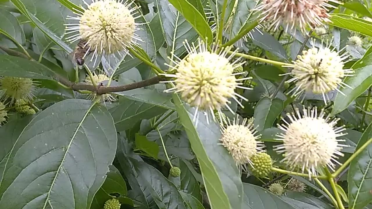 Sugar Shack Buttonbush