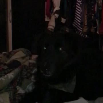 dog catches pizza roll