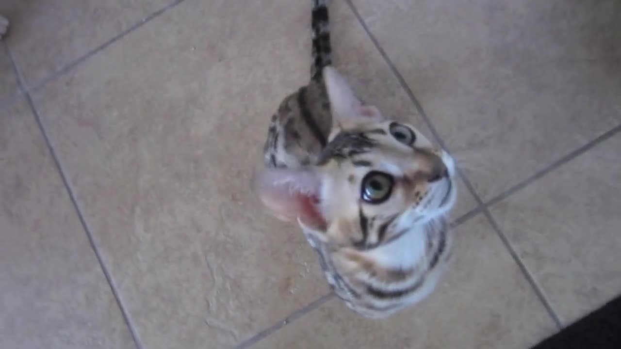 Hungry Bengal Kitten