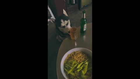 Dog drink alcohol funny video