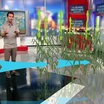 It’s so hot out, corn is sweating