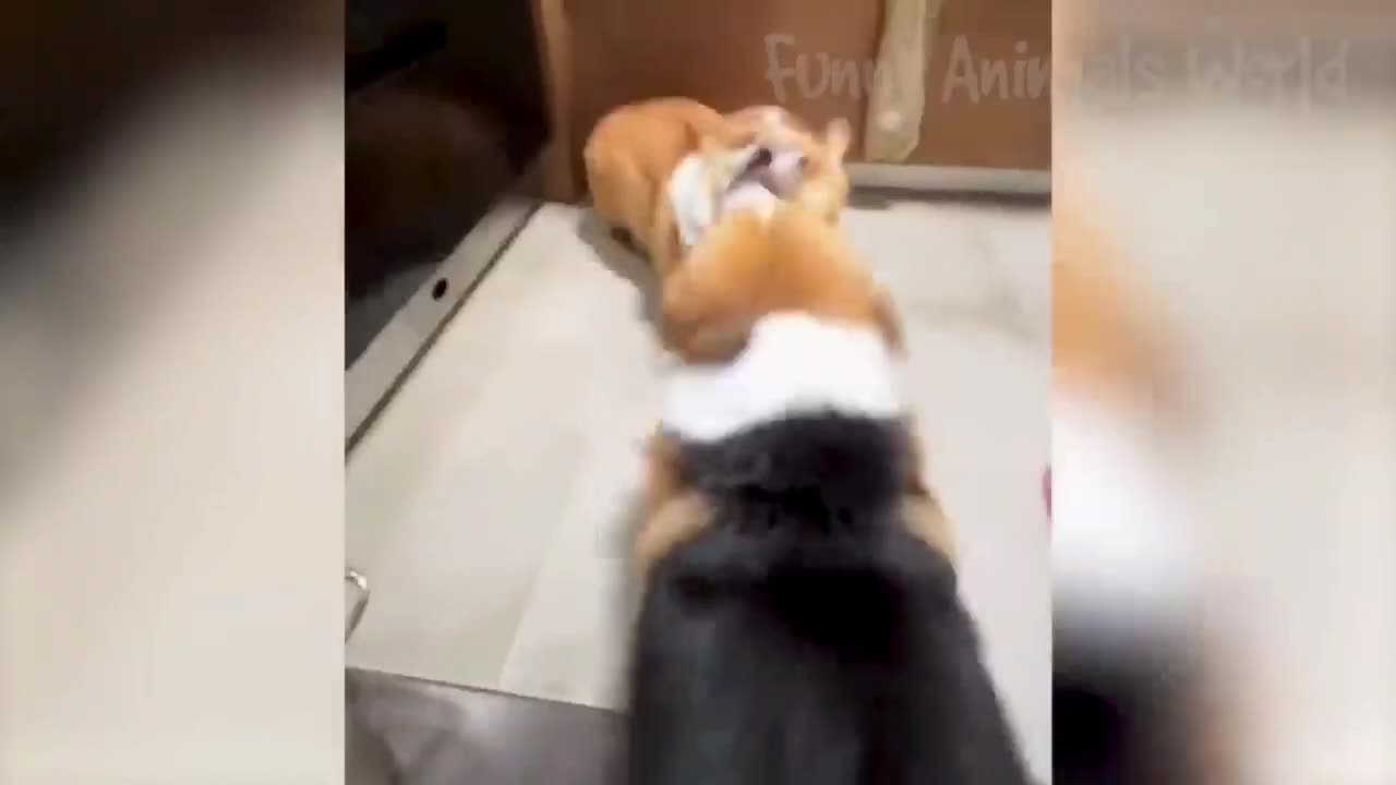 Funny cats and dogs funniest animals funny video of pets❤️🐶