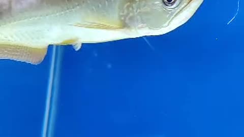 Aggressive Fish - Arowana