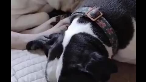 Sleeping Doggos