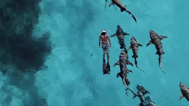 swimming with sharks