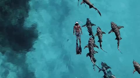 swimming with sharks