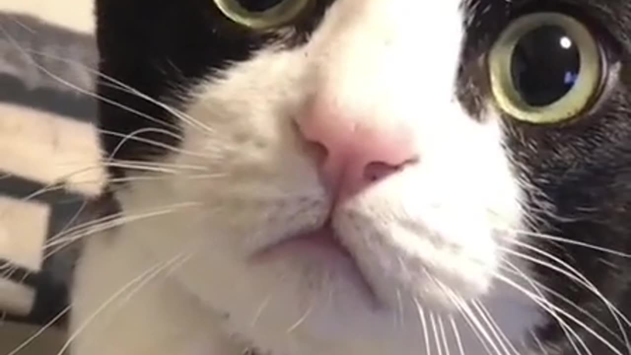 Funny Cat Behavior
