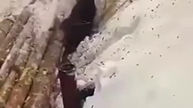 Workers save stuck moose