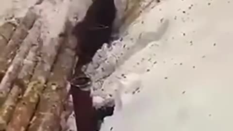 Workers save stuck moose