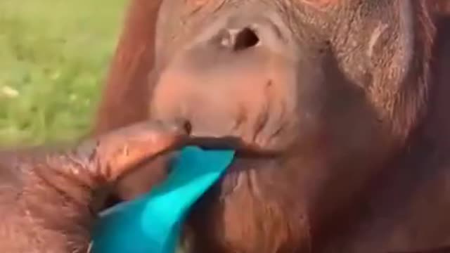 Chimpanzee funny video