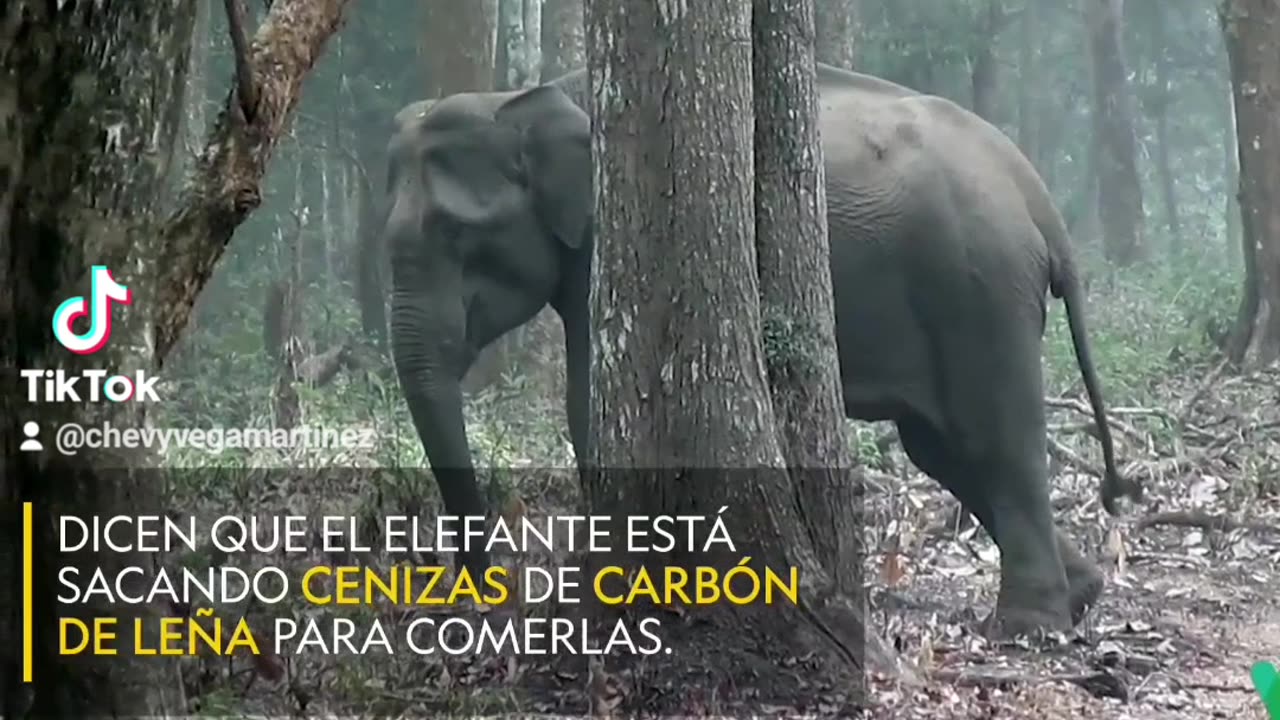 Este elefante salvaje sopla humo en un inusual video