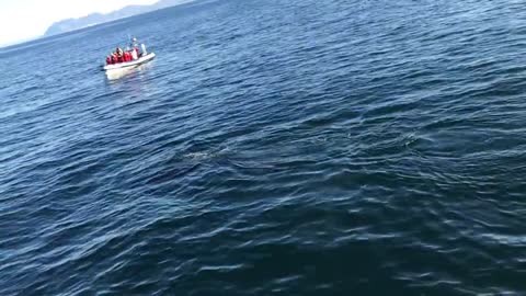 Intense encounter with a humpback whale in Reykjavík, Iceland