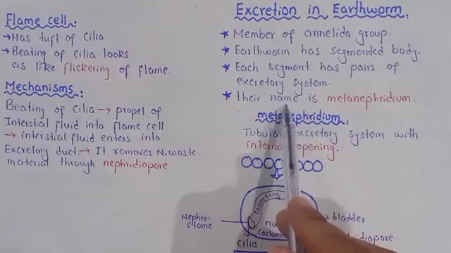 Excretion in earthworm - Metanephridium - Class 12 Biology_Cut