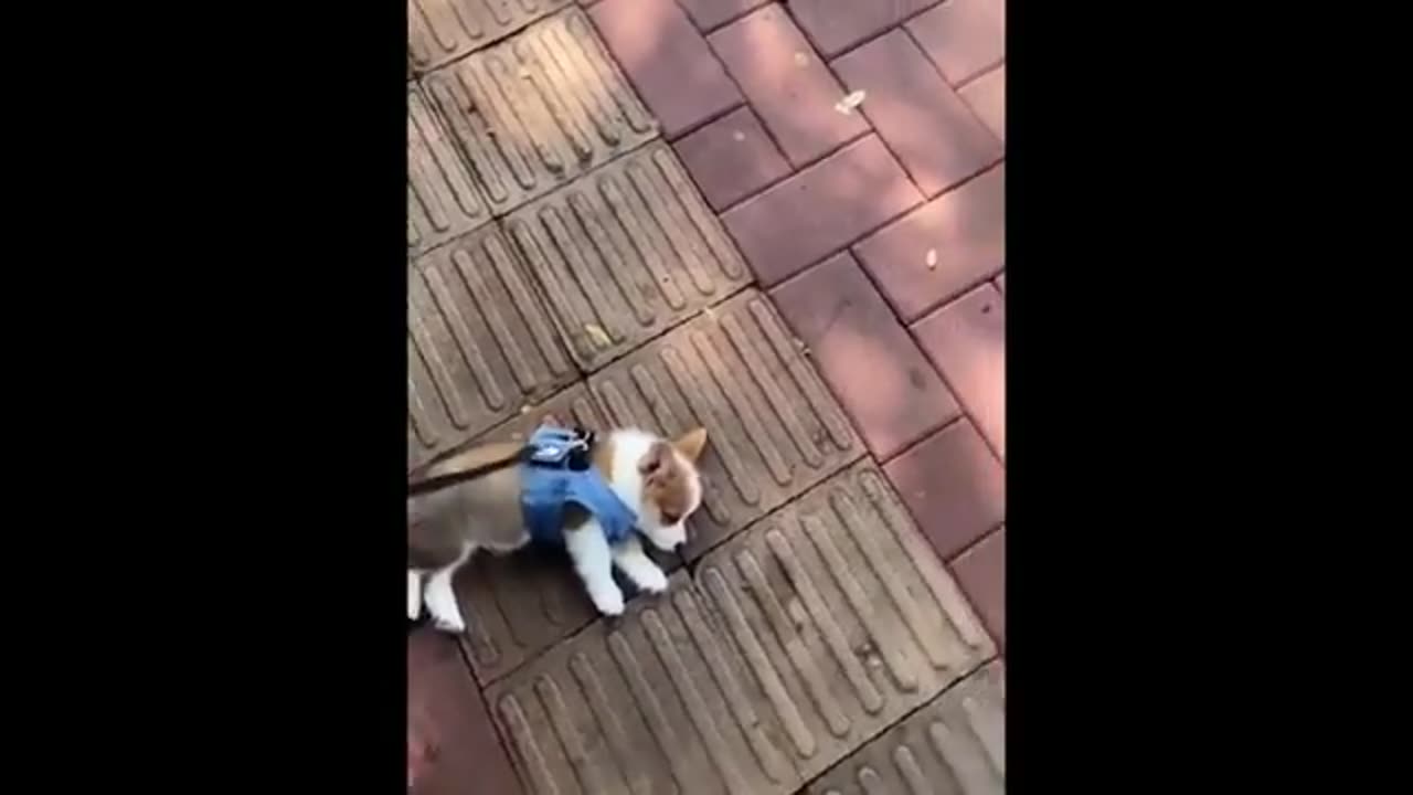 Cute baby animal