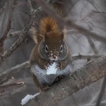 Wildlife Photography Canada