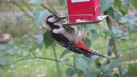 The splendor of the beautiful birds