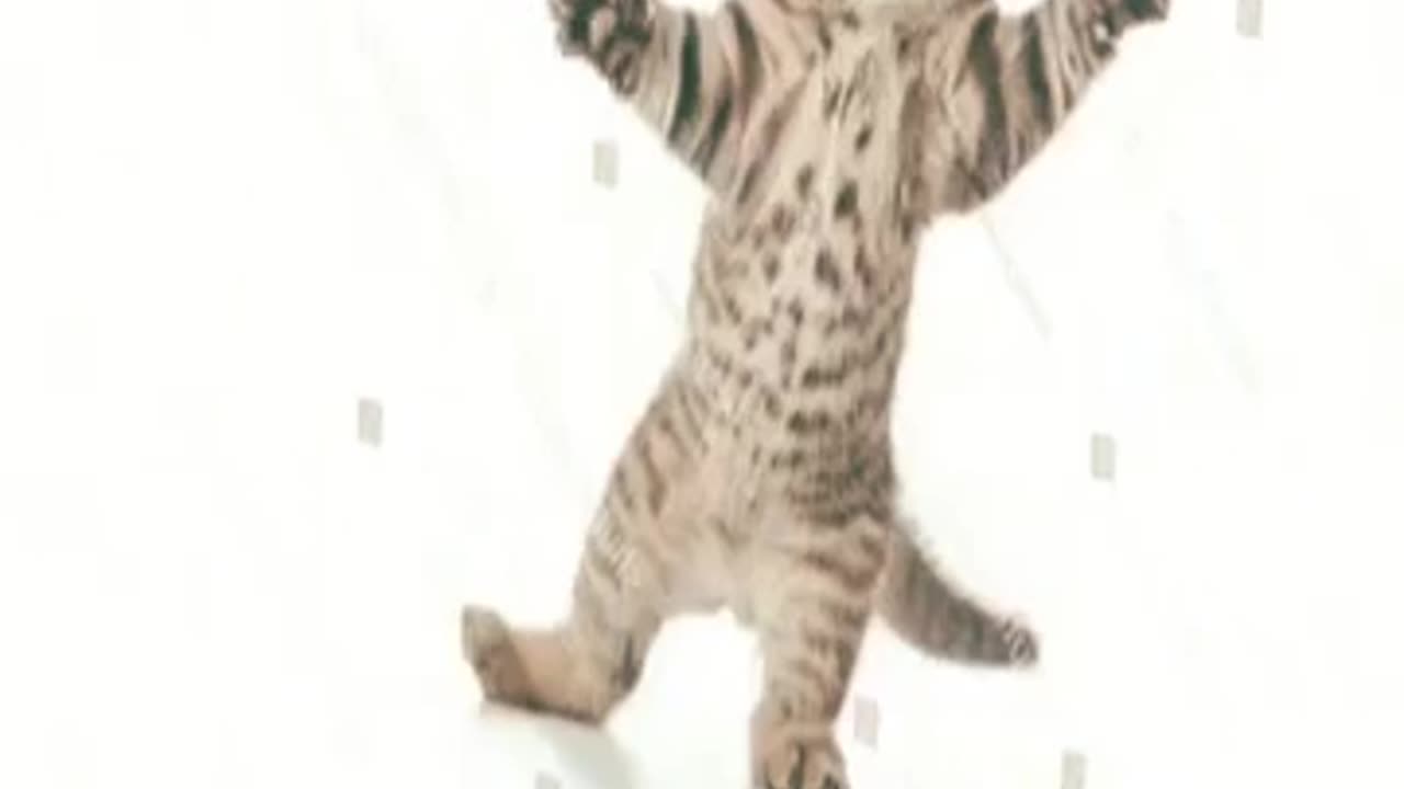 Stock png cat dance